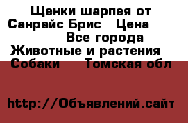 Щенки шарпея от Санрайс Брис › Цена ­ 30 000 - Все города Животные и растения » Собаки   . Томская обл.